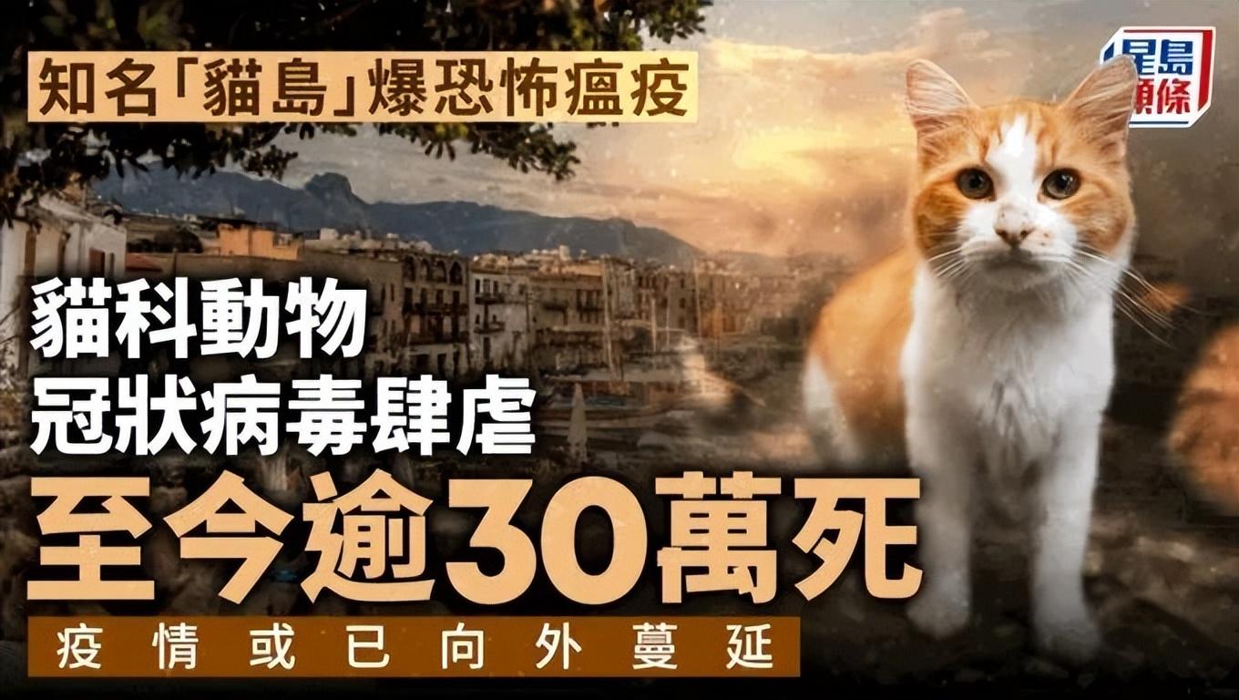 全球视角与多方观点分析，冠型病毒最新资讯综述