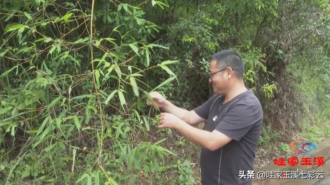 最新竹蝗的日常趣事揭秘